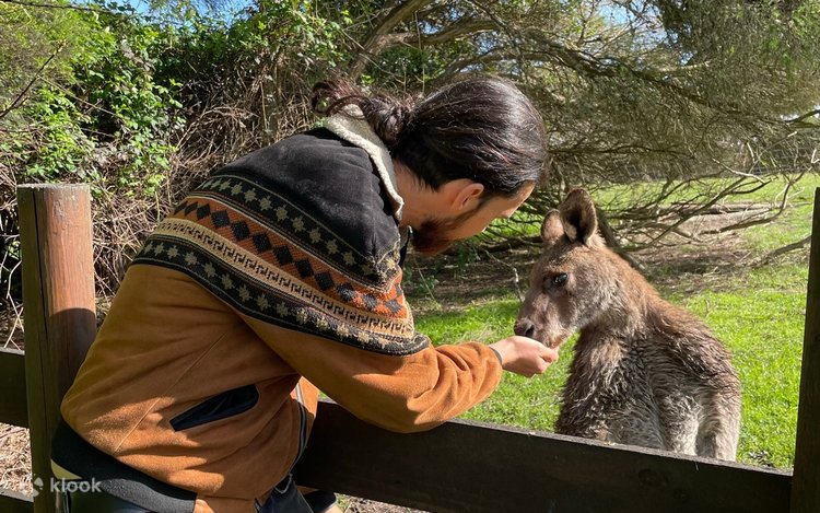 Day Wellbeing and Wildlife Great Ocean Road Experience Klook India