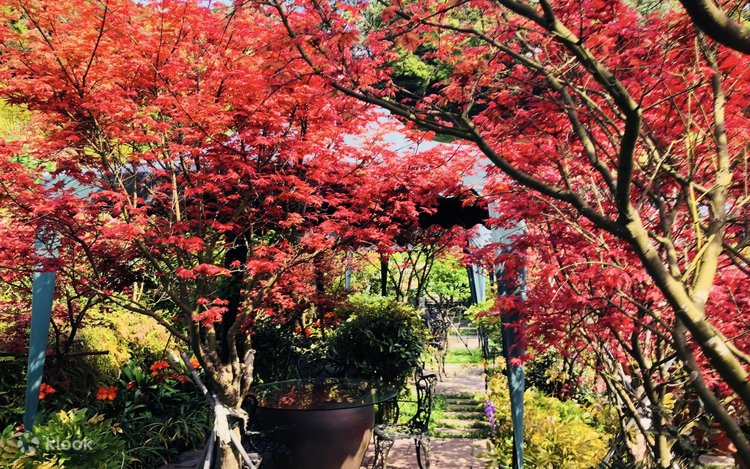 台北棚田花生態園チケット・紫陽花・春もみじの季節 | Klook