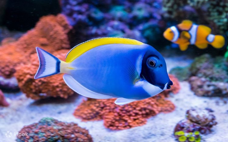 フルガダの水中世界を探検：マガウィッシュ島でのダイビング
