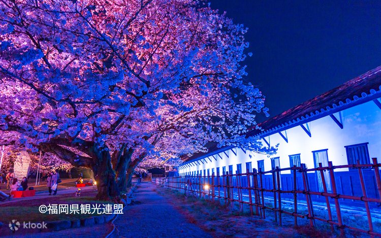 邦楽 Exotico De Lago / Cherry Blossom Blues Exotico De Lago - Cherry Blossom Blues(7