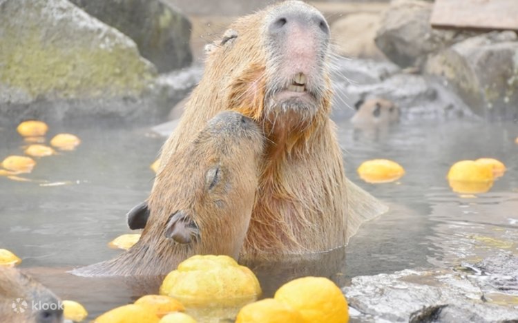 伊豆シャボテン動物公園 割引チケット（静岡） - Klook