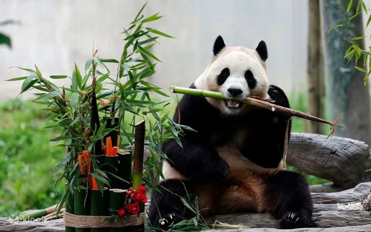 Wolong Shenshuping Panda Base One-Day Tour/Chartered Car - Klook