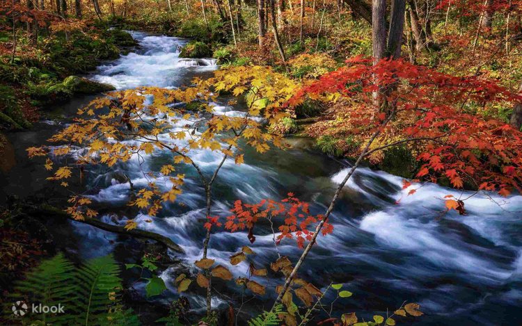 奥入瀬渓流と青森の紅葉ハイライトツアー（昼食付き） | Klook