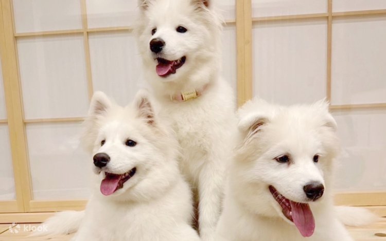 Samoyed Experience: Get Up Close and Personal in Harajuku Samoyed Experience: Get Up Close and Personal in Harajuku