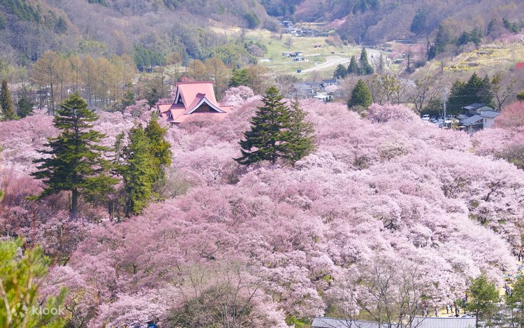 Nagano 2-Day Cherry Blossom Tour] The World's Best Cherry Blossoms