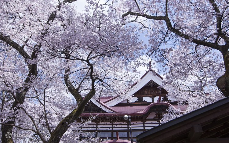 solol sakura NATURAL MOUNTAIN MONKEYSコラボ 抽選販売】solol sakura ~ 桜 ~ NMM × solworks Crack X-pac Ver