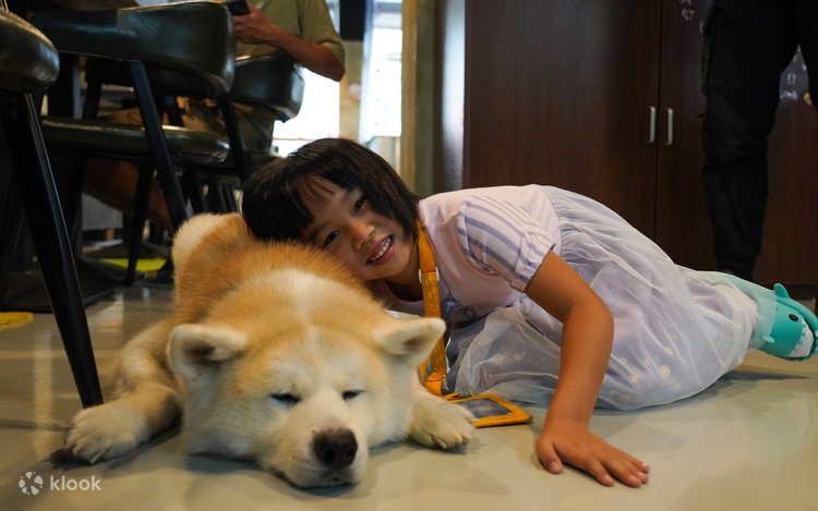 On Dog Dog Cafe Pet Interaction Experience in Hong Kong Klook