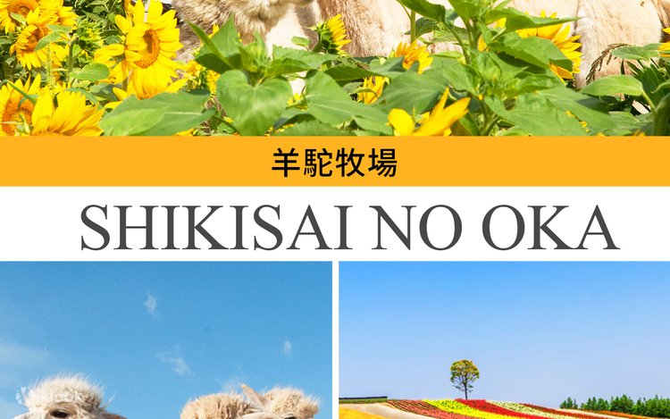 ジェットコースターの道＆美瑛青い池＆四季彩の丘＆ファーム富田日帰り