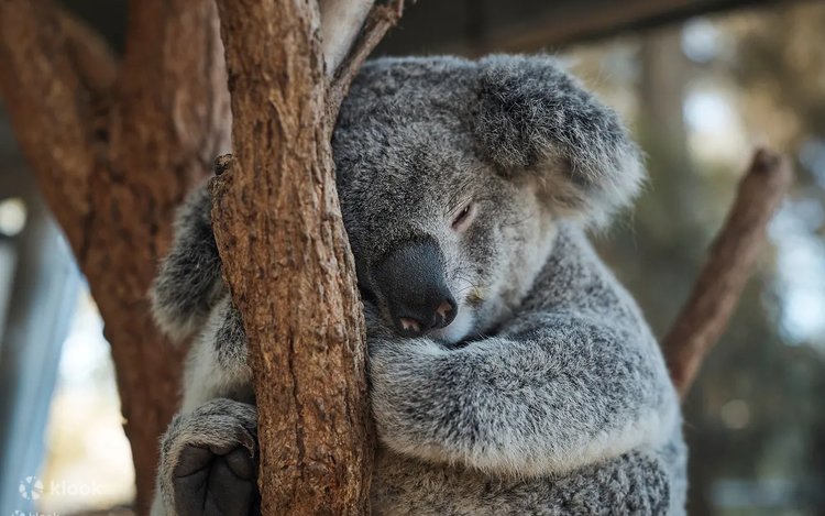 【入手困難】パンフレット オーストラリア タロンガ動物園 シドニー タロンガ動物園 入園チケットの割引予約（シドニー） | Klook