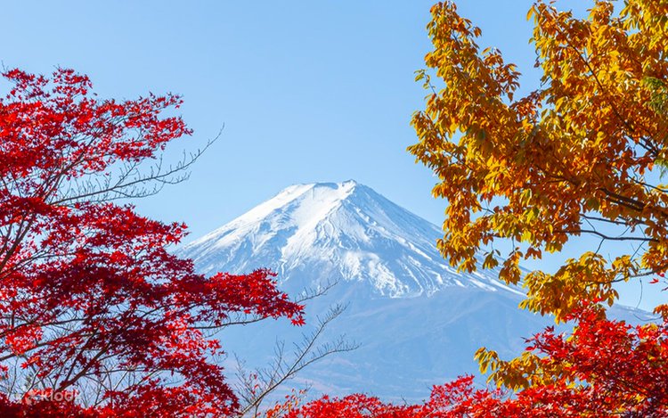 富士山15 Mount Fuji, Hakone, Kawaguchiko, and Flower Viewing] 7-11