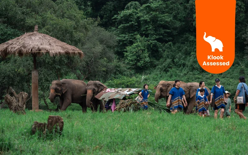Premium highlight tour: New Elephant Home Elephant Conservation Center in Chiang Mai