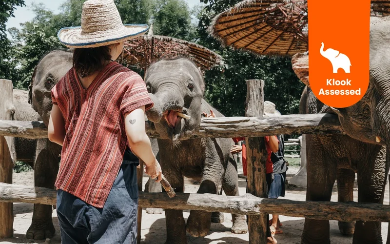 Featured tour with 57 reviews: Maerim Elephant Home Chiang Mai