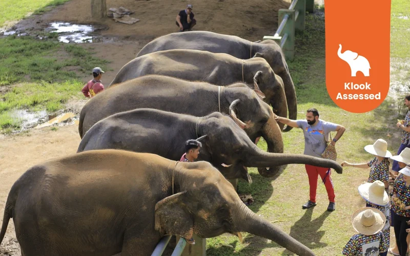 Featured tour with 48 reviews: Kanta Elephant Half Day Tour from Chiang Mai