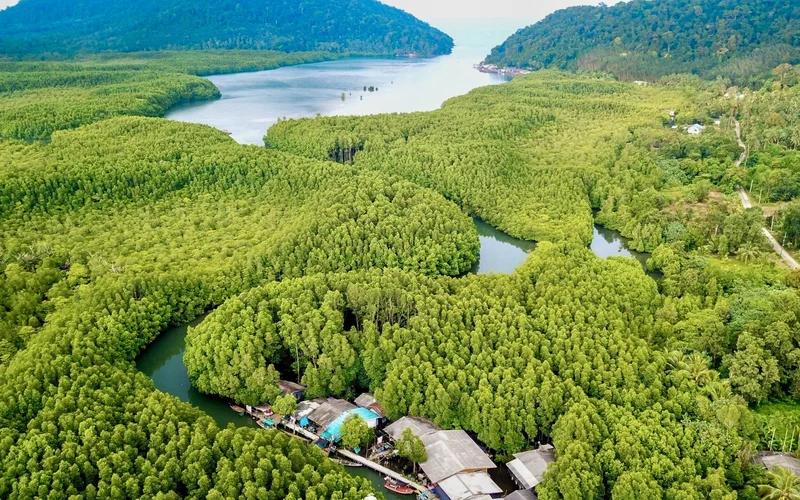 Mangrove Forest Kayaking at Koh Chang Salak Kok Seafood