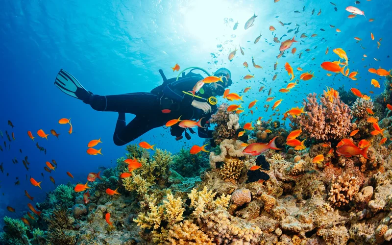 Featured tour with 31 reviews: Scuba Diving by Manta Marina in Pattaya