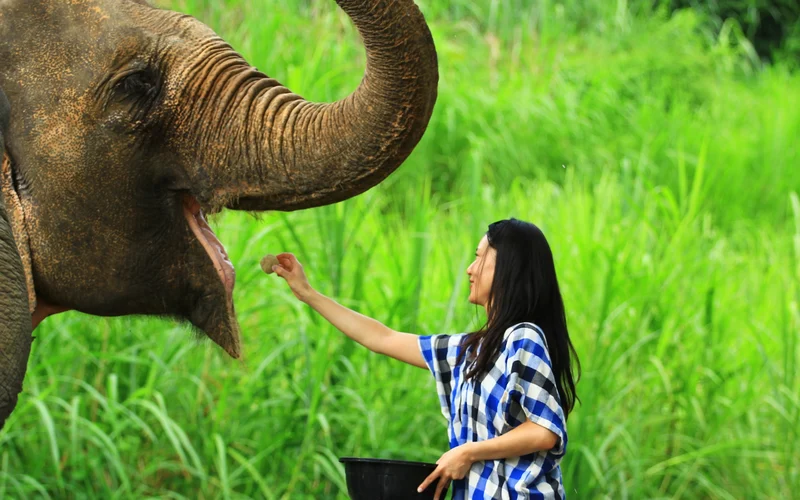 Elephant Retirement Park Chiang Mai Elephant Care Programs