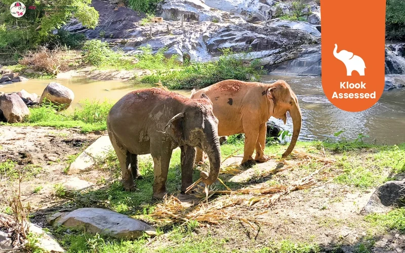 Featured tour with 73 reviews: Joy Elephant Sanctuary Chiang Mai Observation and Activity Combo