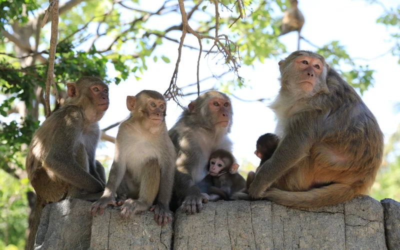 Monkey Island Ticket in Nha Trang