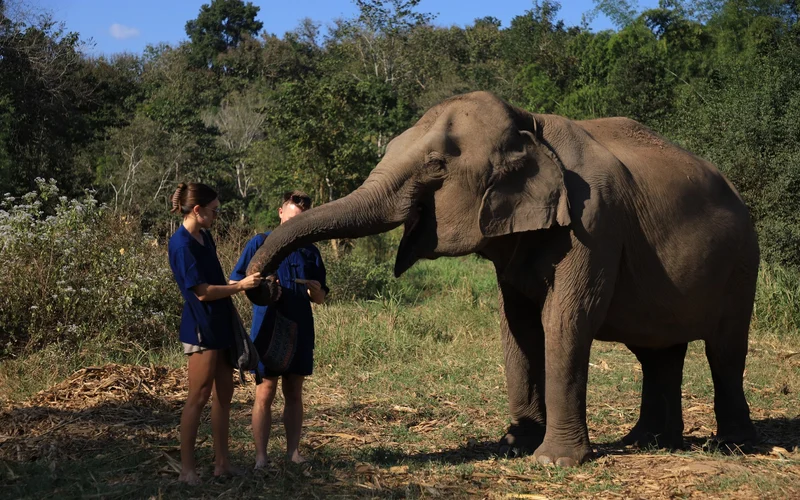 Chiangmai: Living Green Elephant Sanctuary