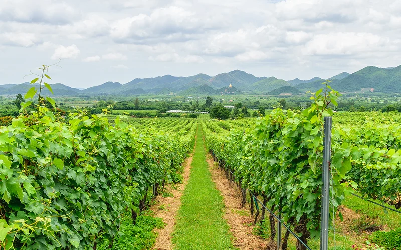 Pala-U Waterfall and Monsoon Valley Vineyard Tour