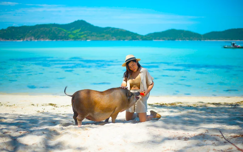 Cheapest: Ko Samui Pig Island 4-Hour Private Longtail Boat Tour | From only 3054 THB