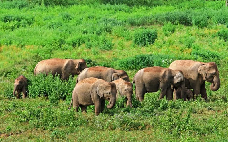 Hua Hin: Kui Buri Elephant Watching