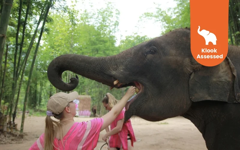 Price range for Elephant Tours from Chiang Mai from 150 THB to 5763 THB Price range for Elephant Tours from Chiang Mai from 150 THB to 5763 THB