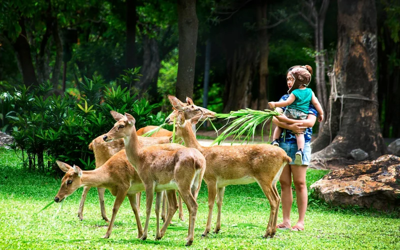 Khao Kheow Open Zoo Private Tour