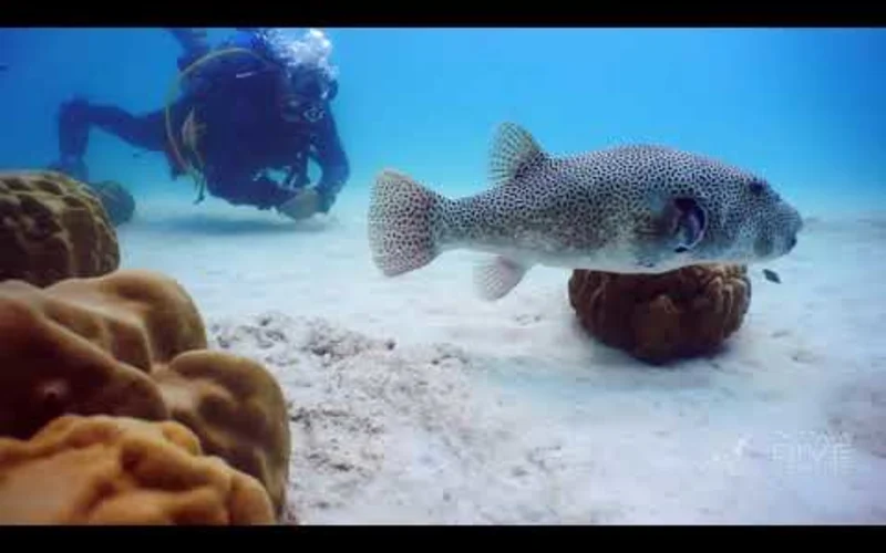 Featured tour with 15 reviews: Pattaya’s Dive Extravaganza: Full-Day Adventure with PADI 5* Center