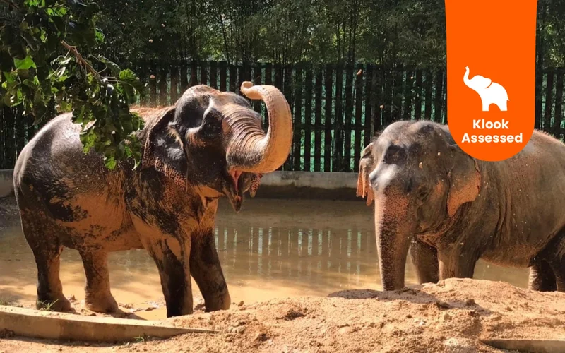 Duration range for Elephant Tours from Koh Samui from 1 hours to 7 hours Duration range for Elephant Tours from Koh Samui from 1 hours to 7 hours