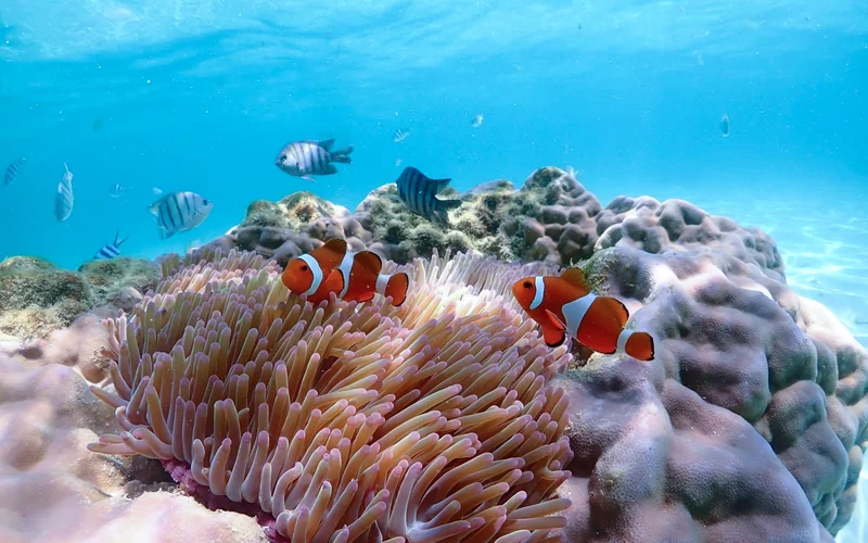 Finding Nemo Private Speedboat tour From Pattaya