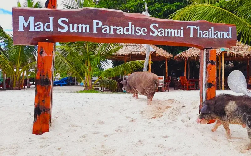 Koh Samui Pig Island & Koh Tan Half-Day Snorkeling Tour by Klook from 1,907 THB