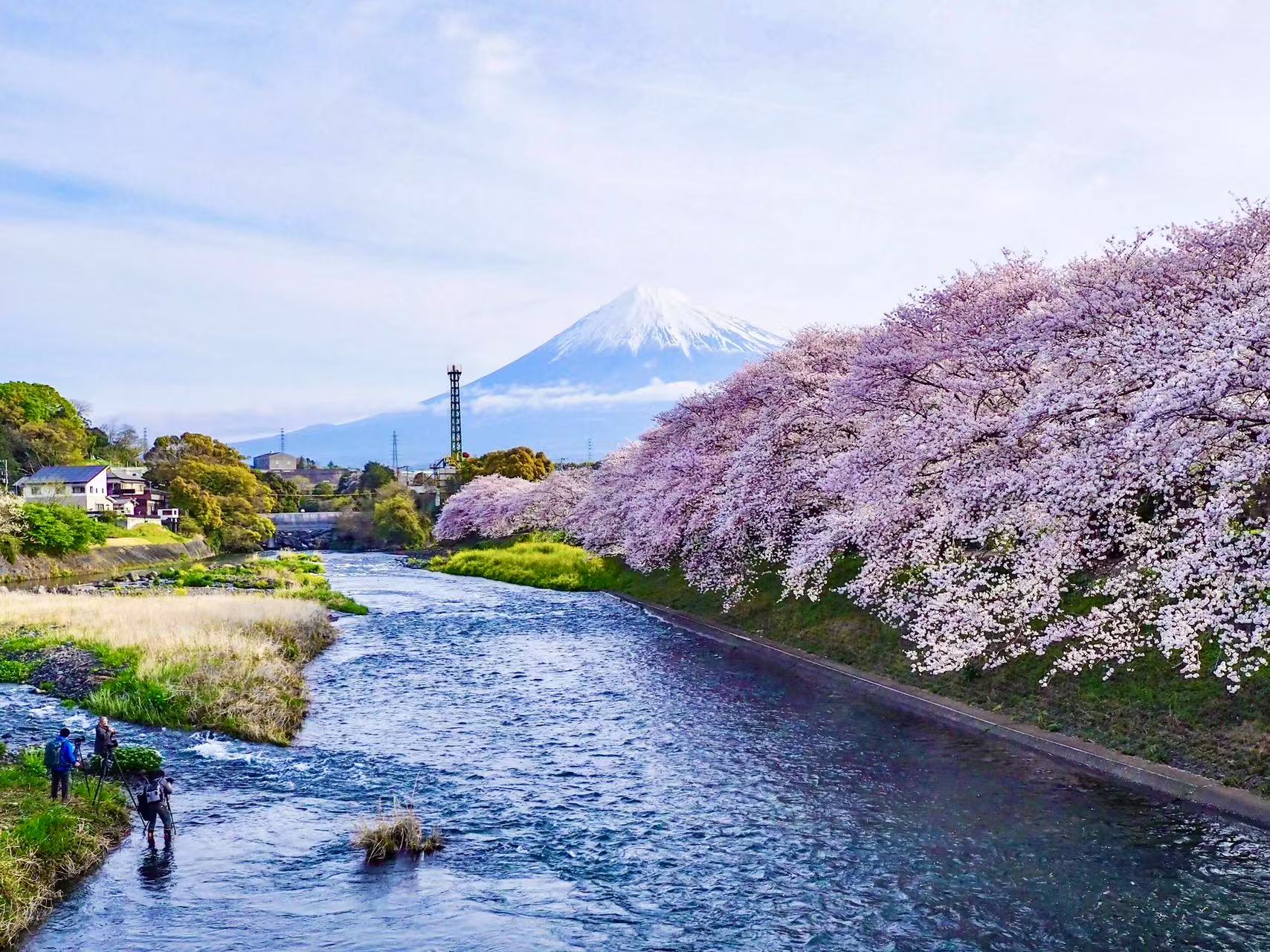 富士山と桜　3号 富士山と桜3号
