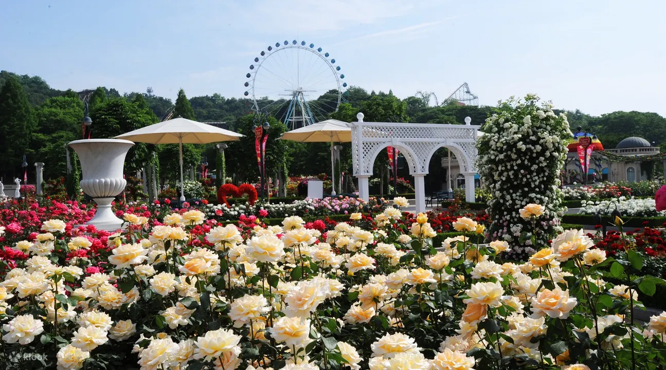 Shuttle bus transfer between Seoul, Everland, and Caribbean Bay