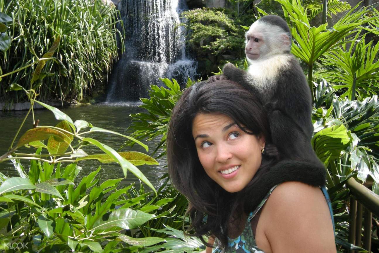 Gfe Monkey Miami
