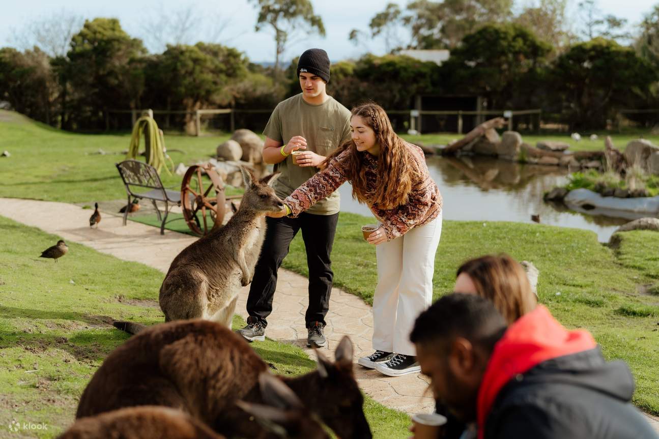 Penguin Parade, Maru Koala Animal Park & Brighton Bathing Boxes - Klook Australia