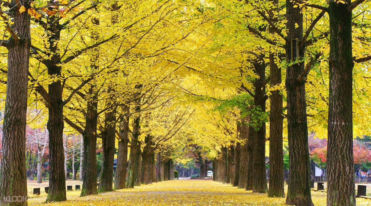 Nami Island Roundtrip Transfer (From Seoul) Klook