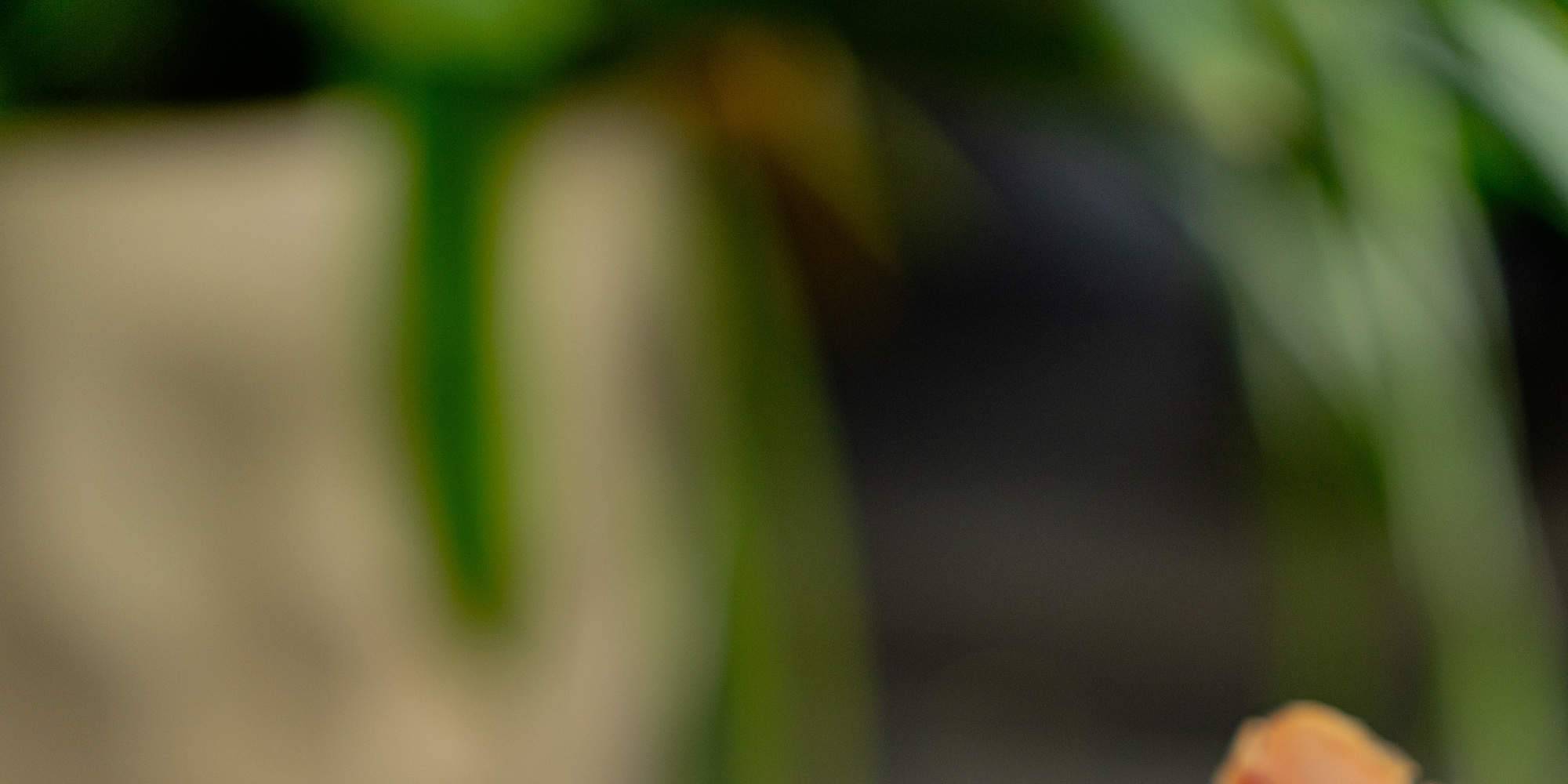 Expérience culinaire au restaurant The Village Cucina Italiana Sanur