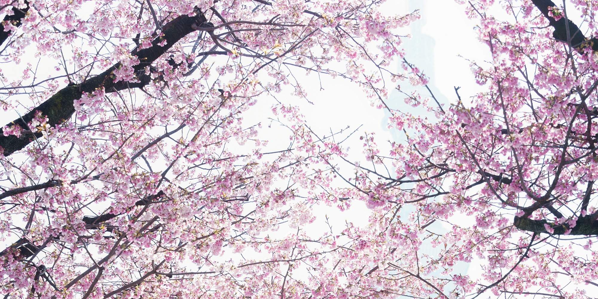 Photographie de mariage à Tokyo par HANAYAKA