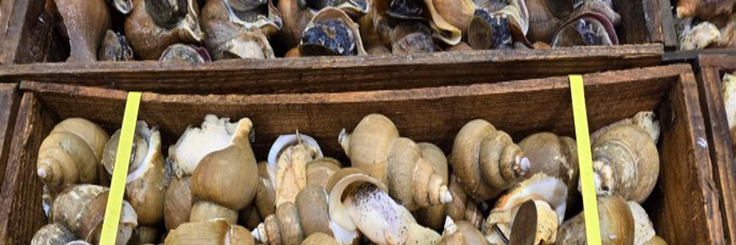 Marinated Sea Snail by Soy sauce