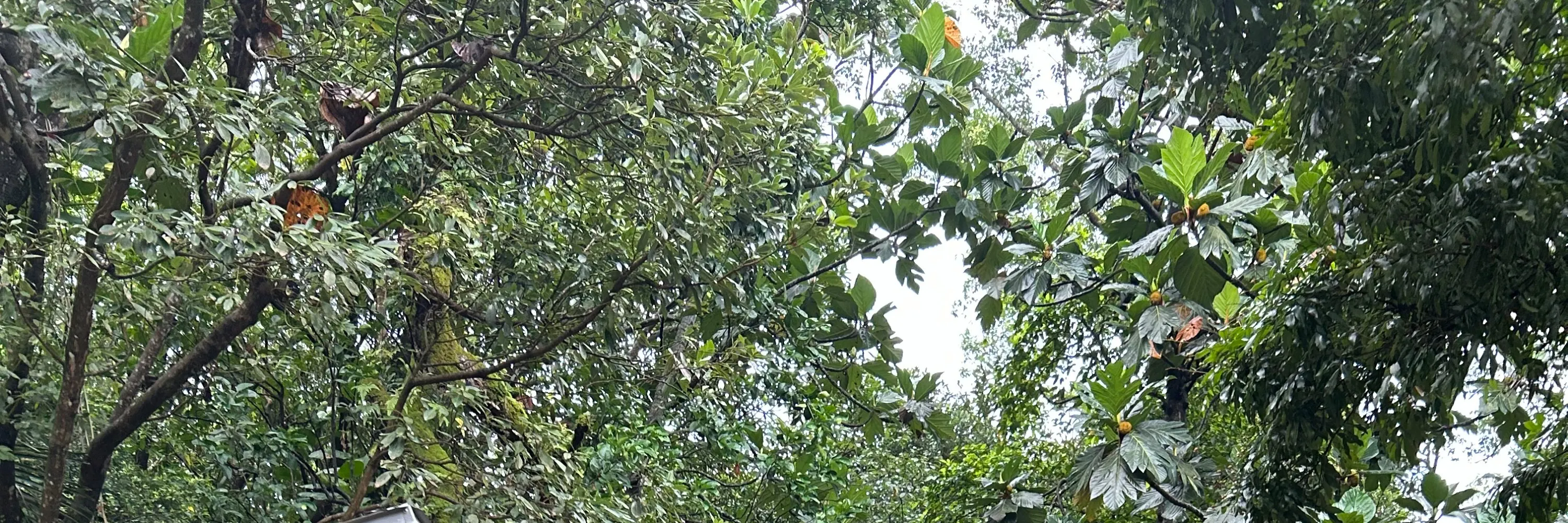 礁溪温泉公园森林风吕