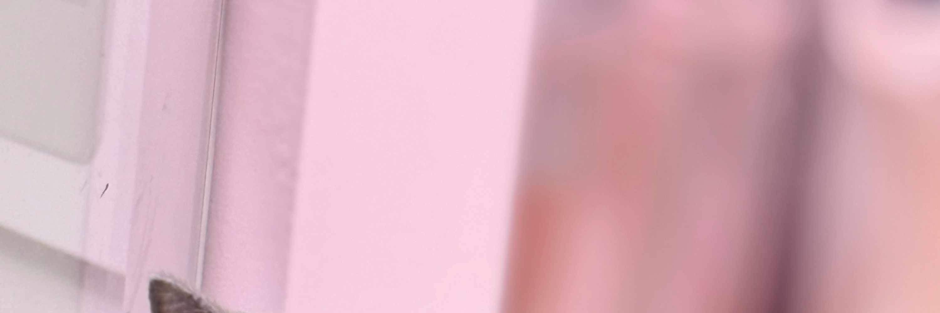 Meow! Đến giờ ôm ấp và chơi đùa rồi—bạn ra chiêu đi!