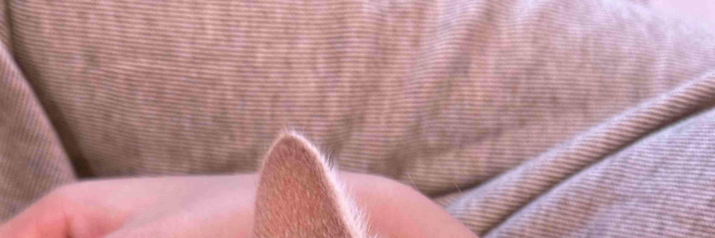 Questo dolce piccolo tesoro adora fare un pisolino tra le tue braccia!