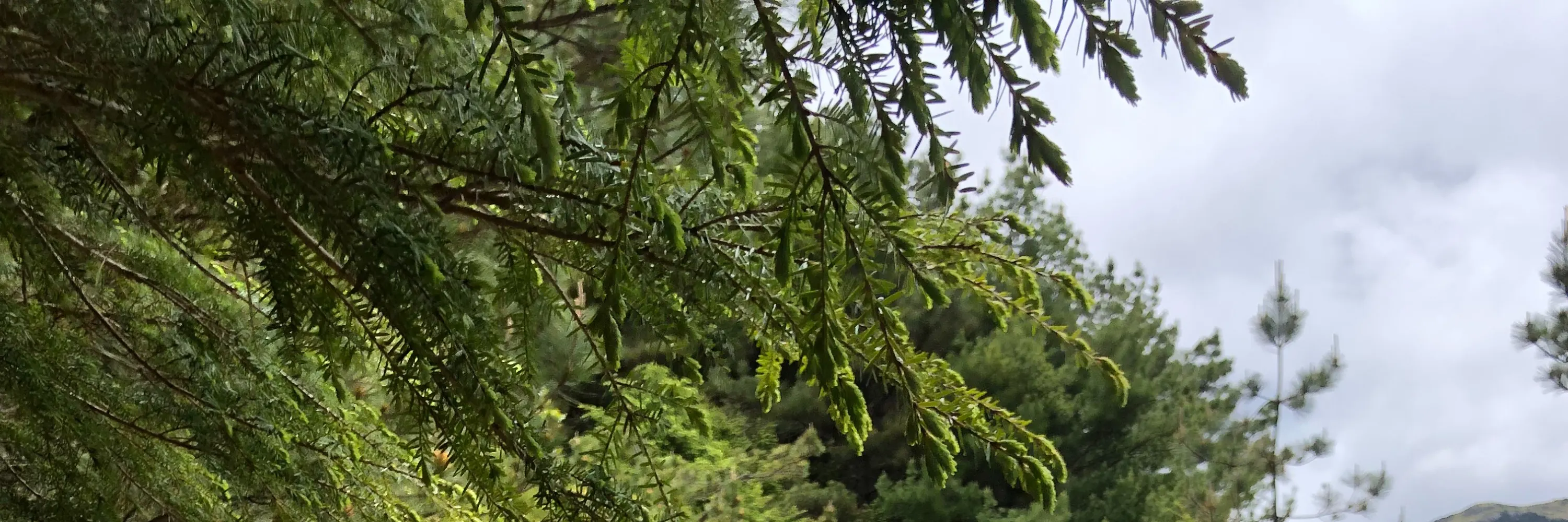 登山包车接驳: 奇莱南华登山口 (台北/新竹/台中出发)