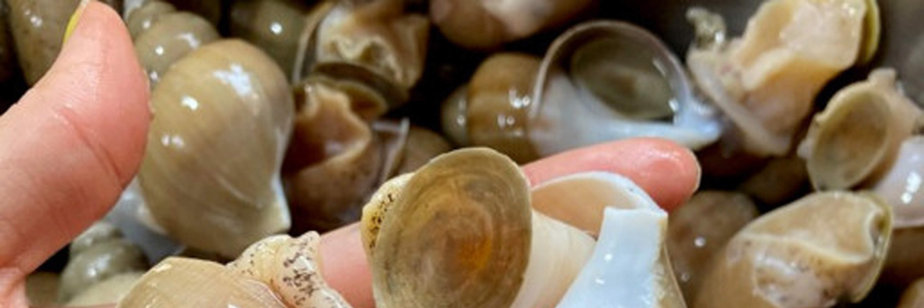 Ốc biển ngâm nước tương