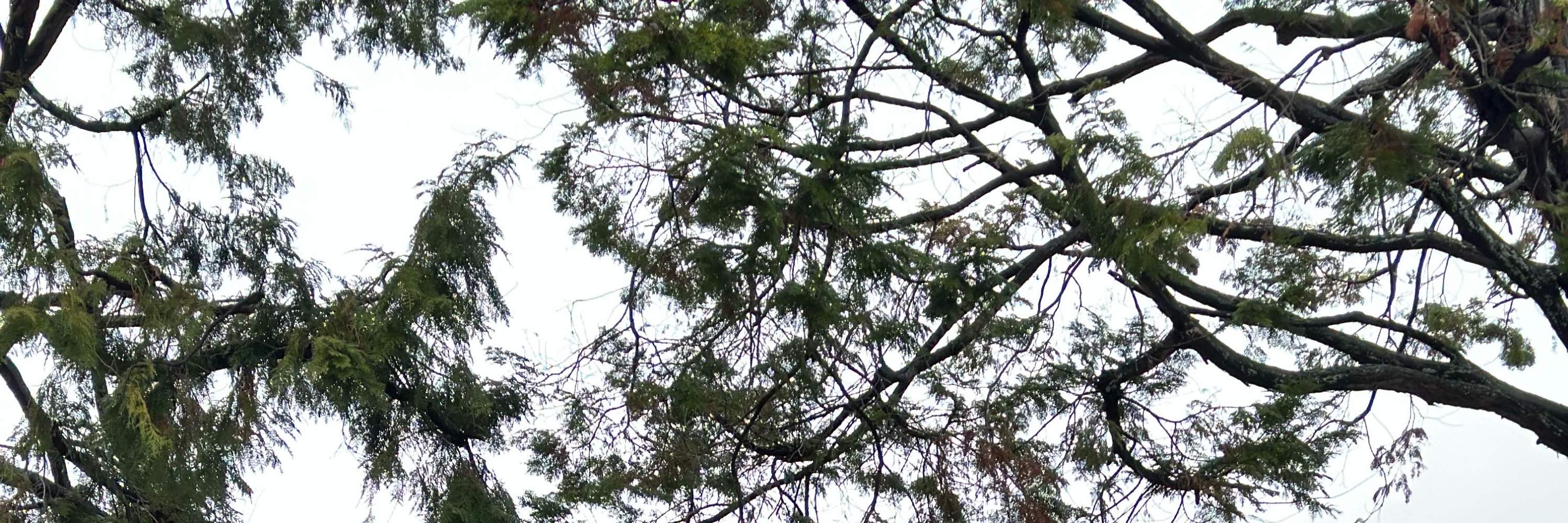 Lawatan Hiking di Mt. Futaba & Pengalaman Upacara Teh Terbuka