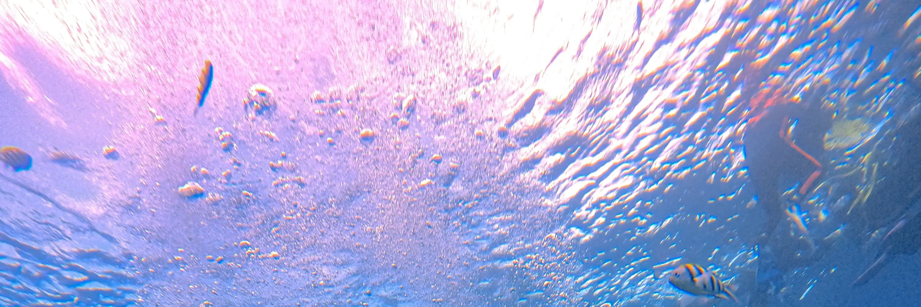 绿岛海湾潜水