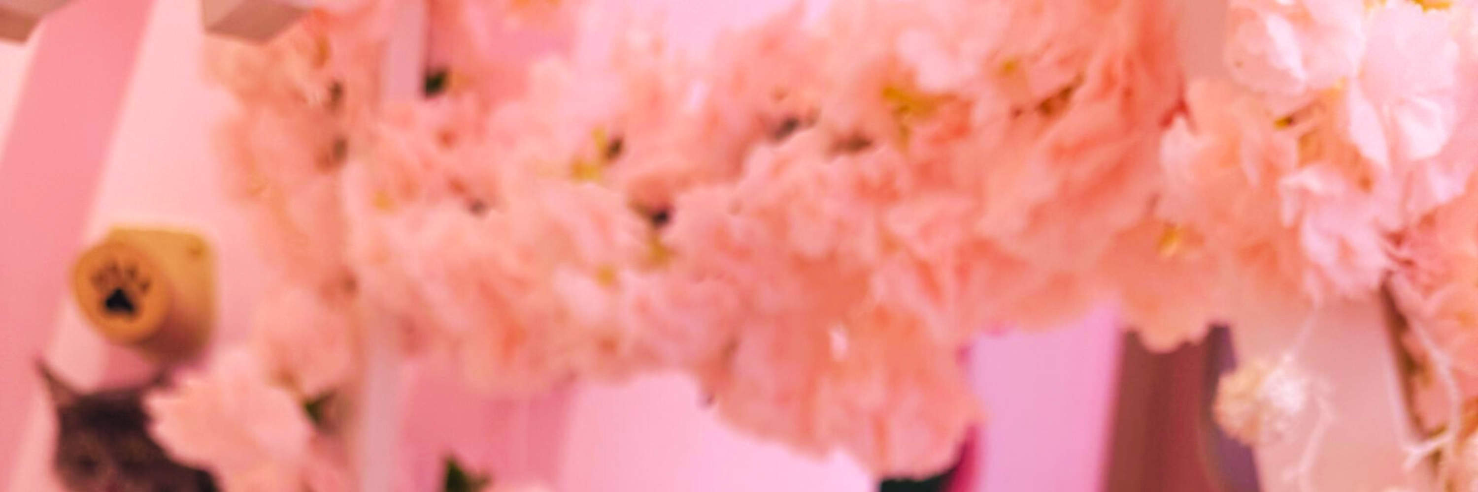 Unici nell'aspetto, i gatti Sphynx hanno conquistato tutti con la loro natura affettuosa e vivace!