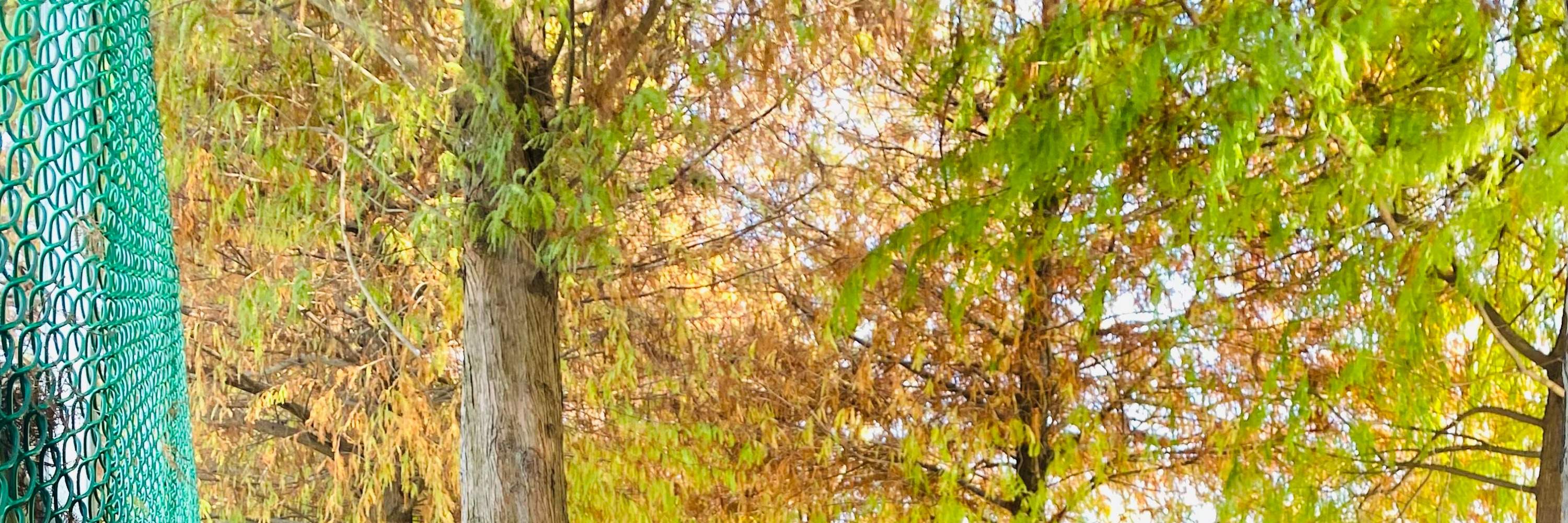 Kastil Pink Zhen Desa Tanduk Rusa