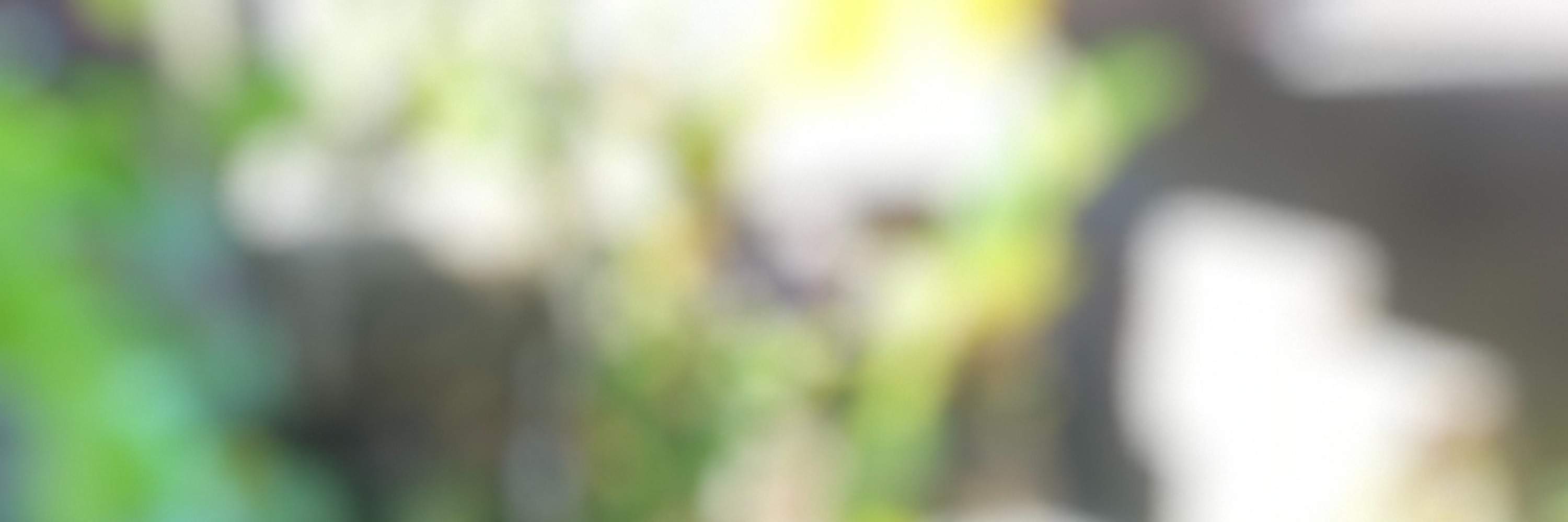 nasi bakar boni bali